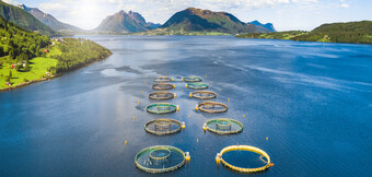 Trykluftkompressor ved anvendelse i akvakultur – energioptimeret løsning fra KAESER KOMPRESSORER til bæredygtigt trykluftbehov.